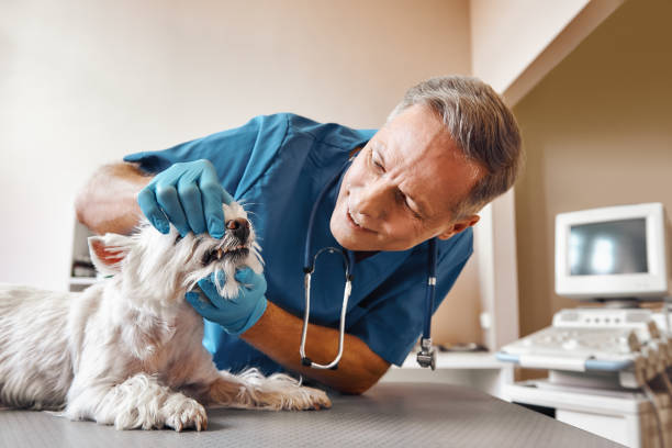 Best Pediatric Emergency Dentist in Hughesville, MD